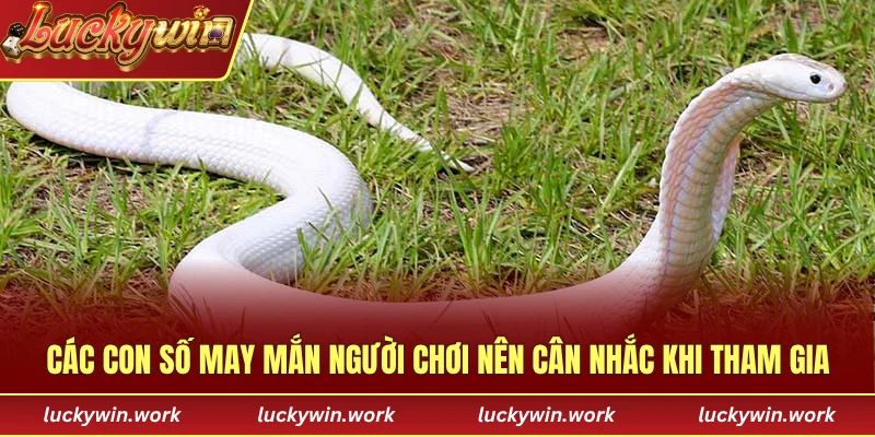 Các con số may mắn người chơi nên cân nhắc khi tham gia